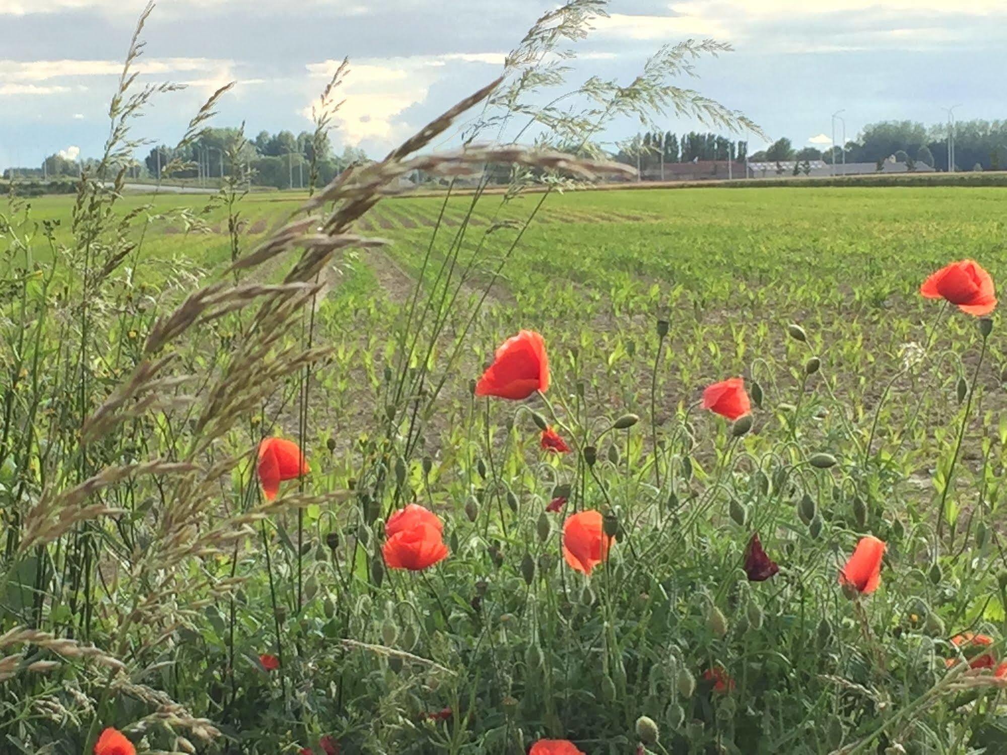 B&B Sabbajon Ypres Esterno foto
